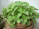 Plectranthus Amboinicus